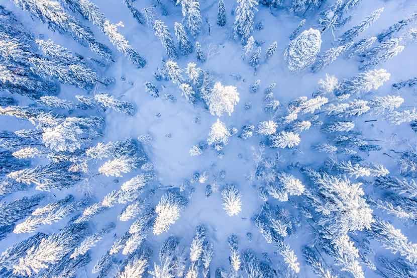 aerial view of pine trees covered with snow